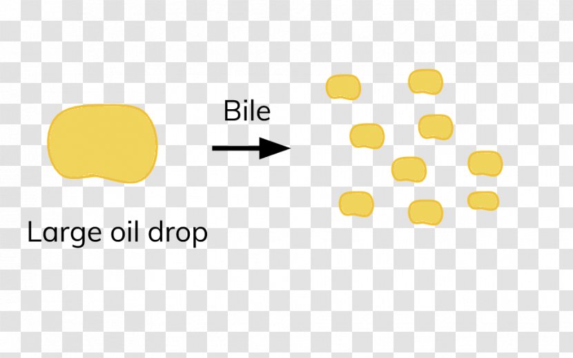 Digestion Bile Lipase Fat Enzyme - Brand - Water Droplets Transparent PNG