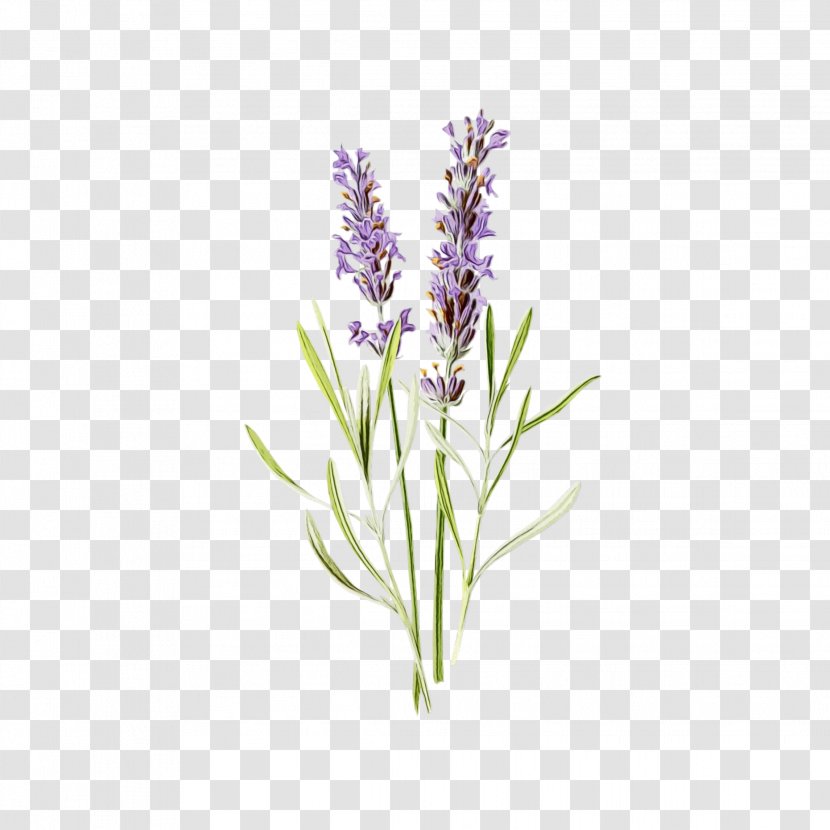 Lavender - Hyssopus - Fernleaf Grass Transparent PNG