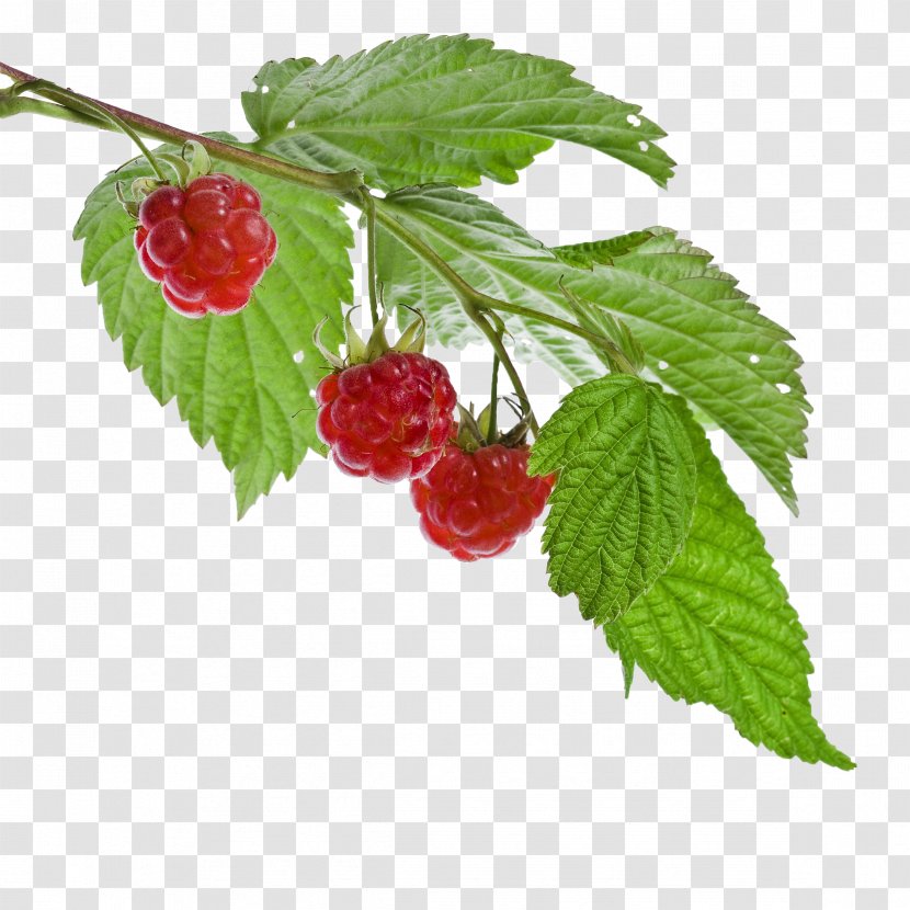 Red Raspberry Leaf Loganberry Fruit - Boysenberry - Raspberries Transparent PNG