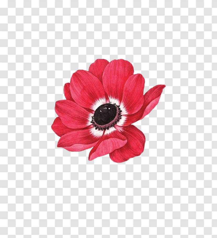 IPhone 5s 6S Flower - Plant - Watercolor Red Gerbera Transparent PNG