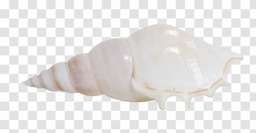 Seashell Shankha - Pretty Conch Transparent PNG
