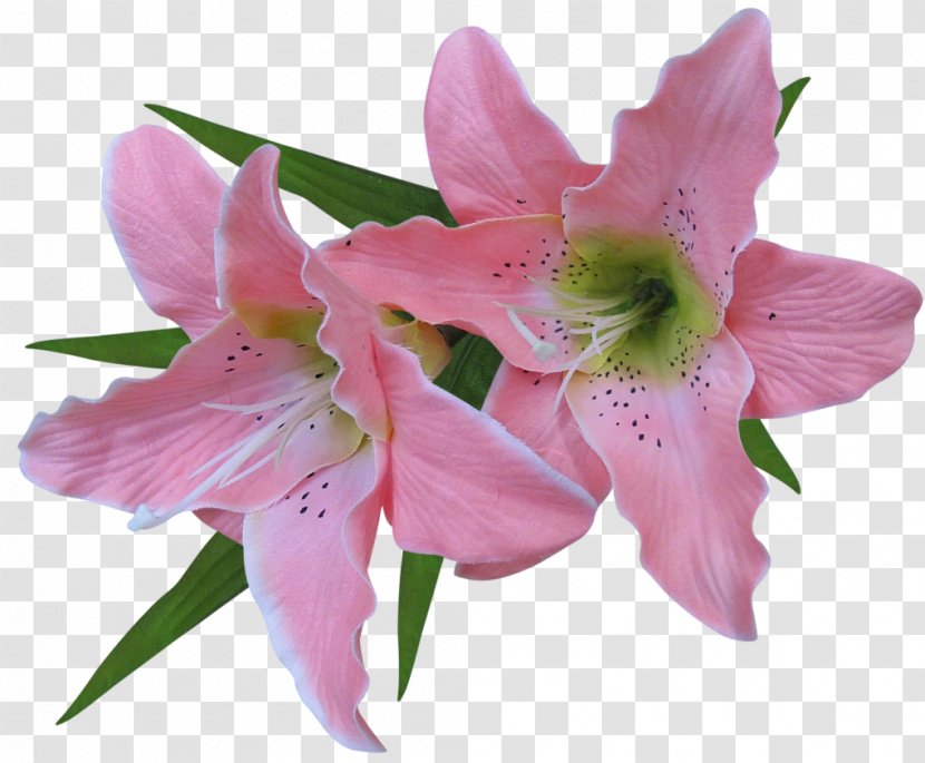 Flower Easter Lily Clip Art - Rose - Transparent Pink Clipart Transparent PNG