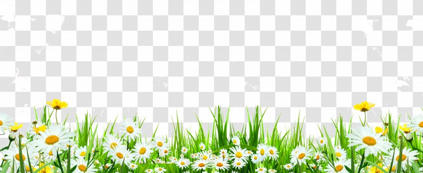 Flower Download Icon - Flora - Cute Daisy Flowers Roadside Weeds Transparent PNG