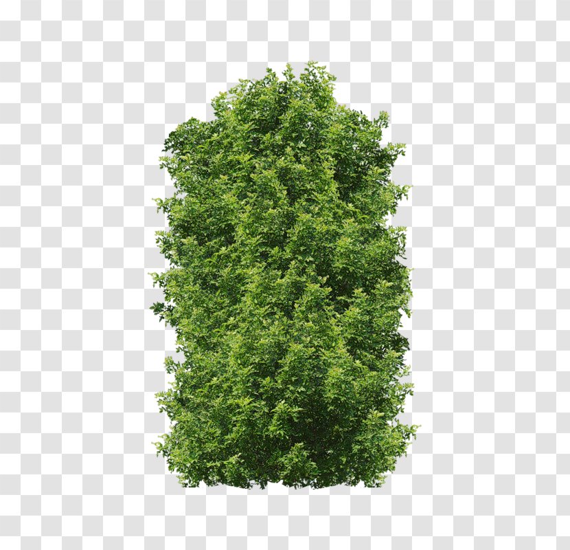 Stock Photography Shrub - Conifer - Plante Transparent PNG