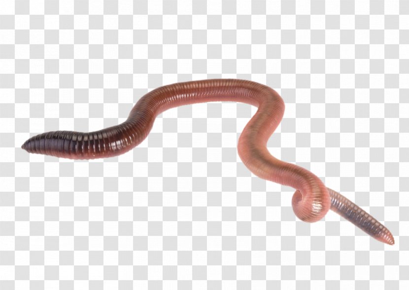 Giant Gippsland Earthworm Reptile Live Food - Lizard - Haunting Transparent PNG