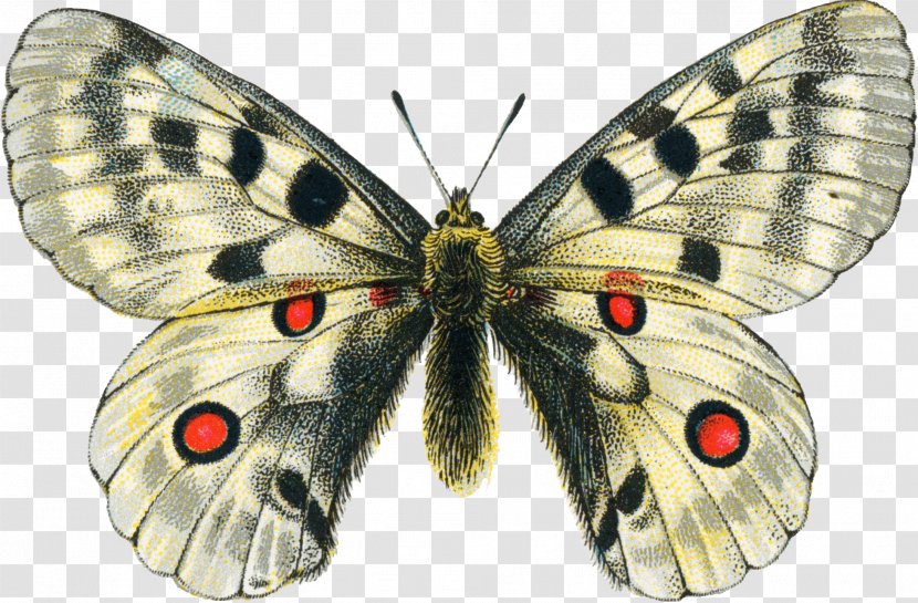 Butterfly Printing Clip Art - Bombycidae Transparent PNG