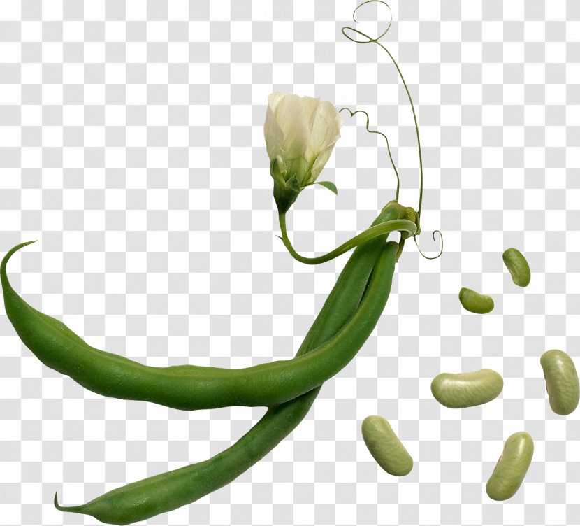 Lima Bean Vegetable Green Herb - Garden - Black Beans Transparent PNG