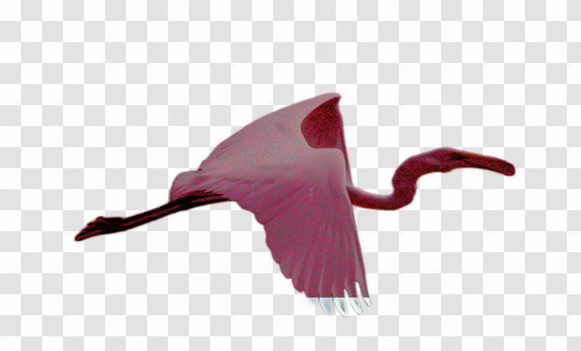 Bird Spoonbill Pink Ibis Greater Flamingo - Swan Cranelike Transparent PNG