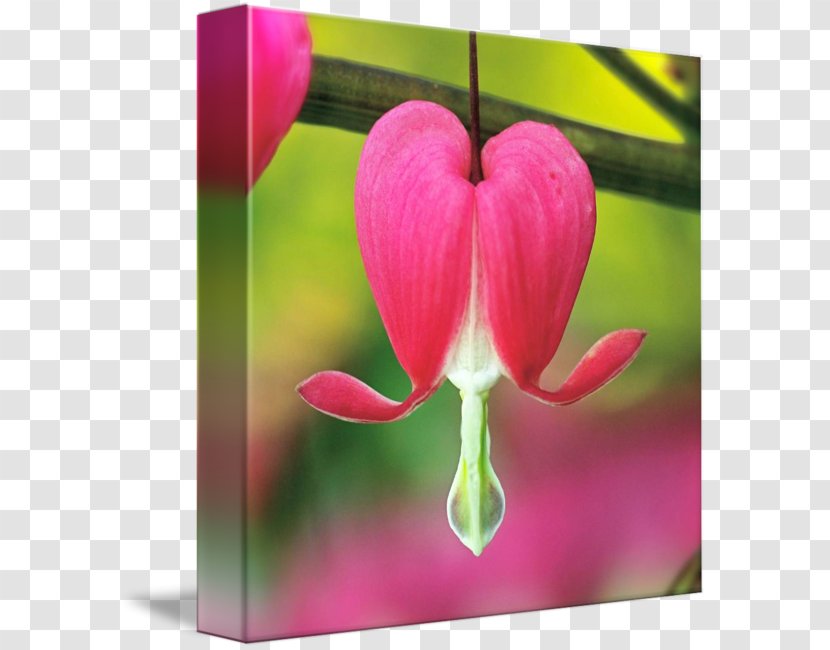 Flower Tulip International Garden Photographer Of The Year Photography Petal - Floral Design Transparent PNG