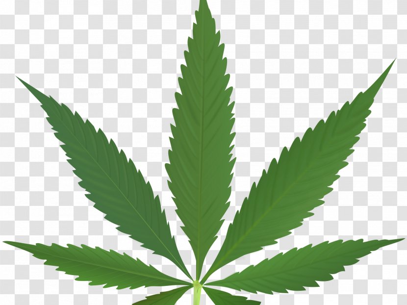 Cannabis Sativa Medical Leaf Smoking - Drug Transparent PNG