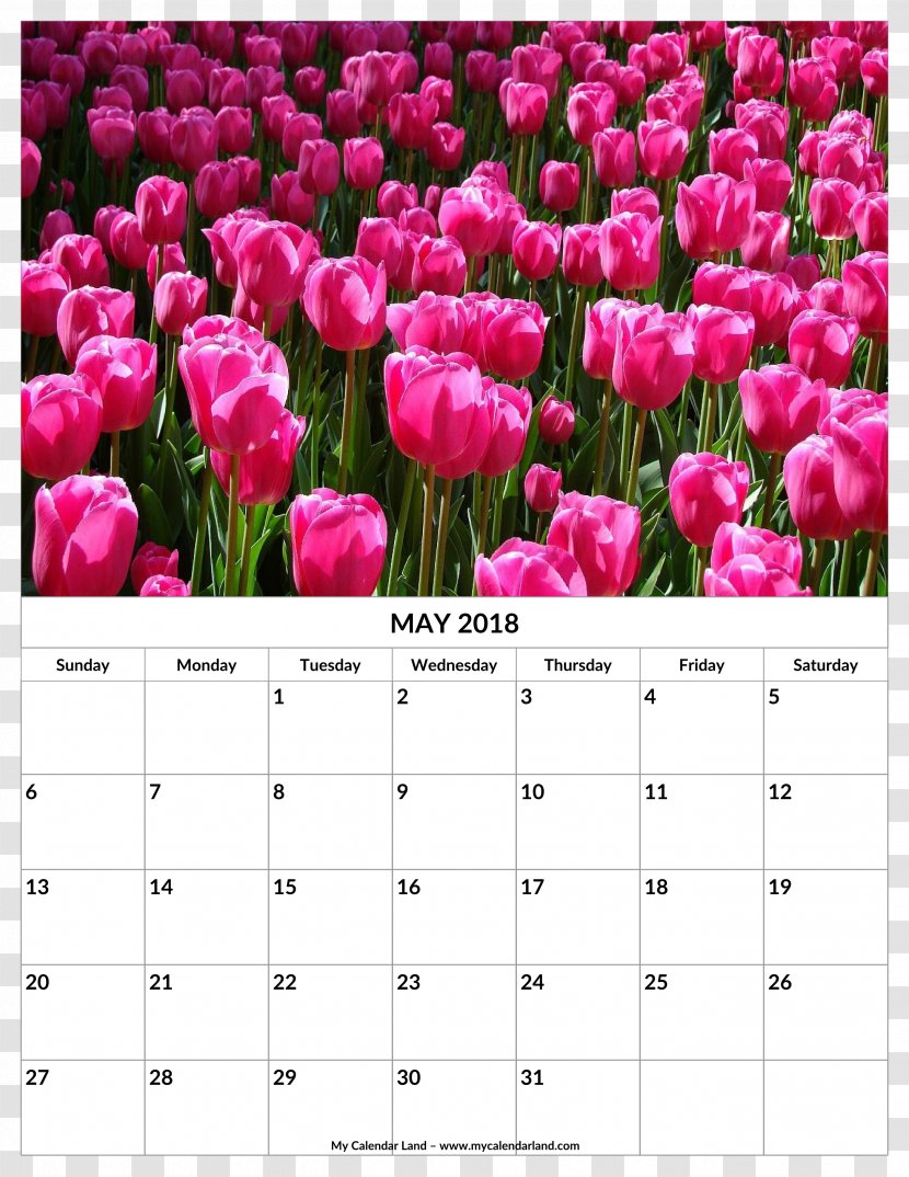 Tulip Calendar Stock.xchng Flower Image - May Transparent PNG