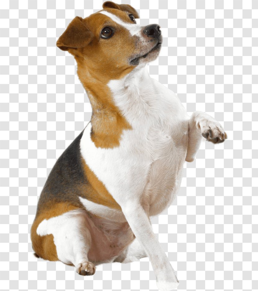 Dog Breed Jack Russell Terrier Parson Smooth Fox - Snout Transparent PNG