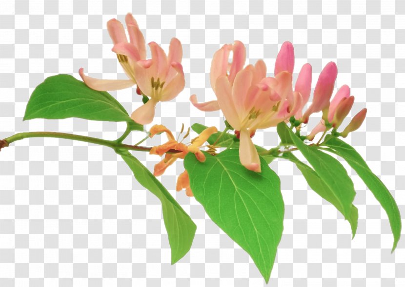 Pink Flower Cartoon - Ornamental Plant - Honeysuckle Family Botany Transparent PNG