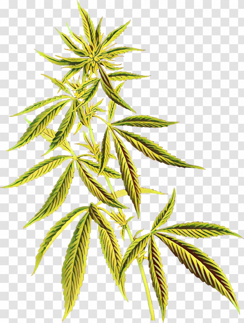 Cannabidiol Cannabis Sativa Tetrahydrocannabinol Hemp - Flowering Plant - Cannabinoid Transparent PNG