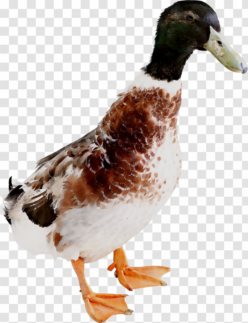 Mallard Duck Goose Chicken Image - Animal Transparent PNG