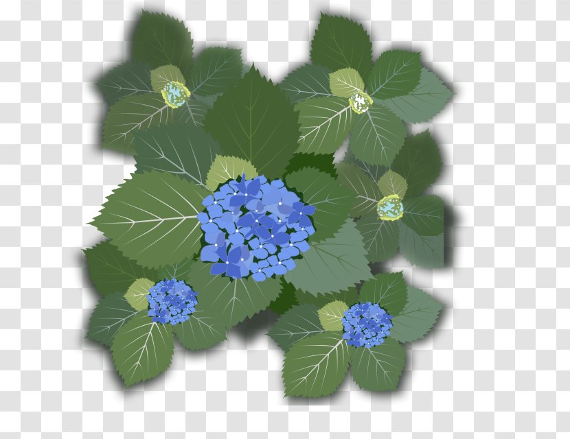 French Hydrangea Flower Clip Art Transparent PNG