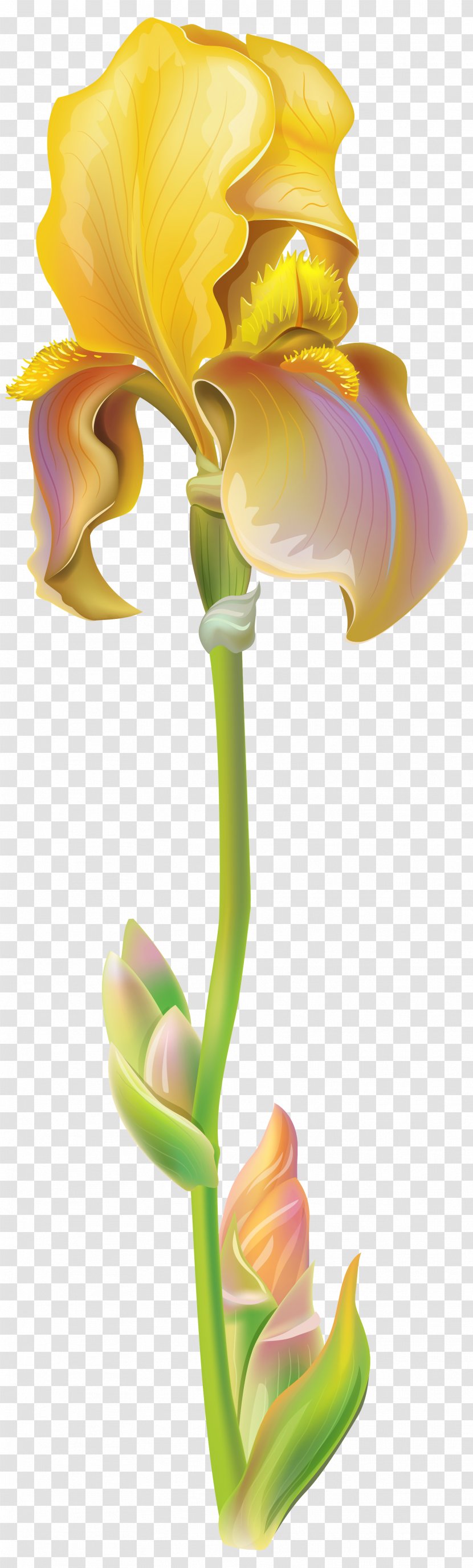 Iris Versicolor Flower Cristata Clip Art - Plant - Purple Clipart Image Transparent PNG