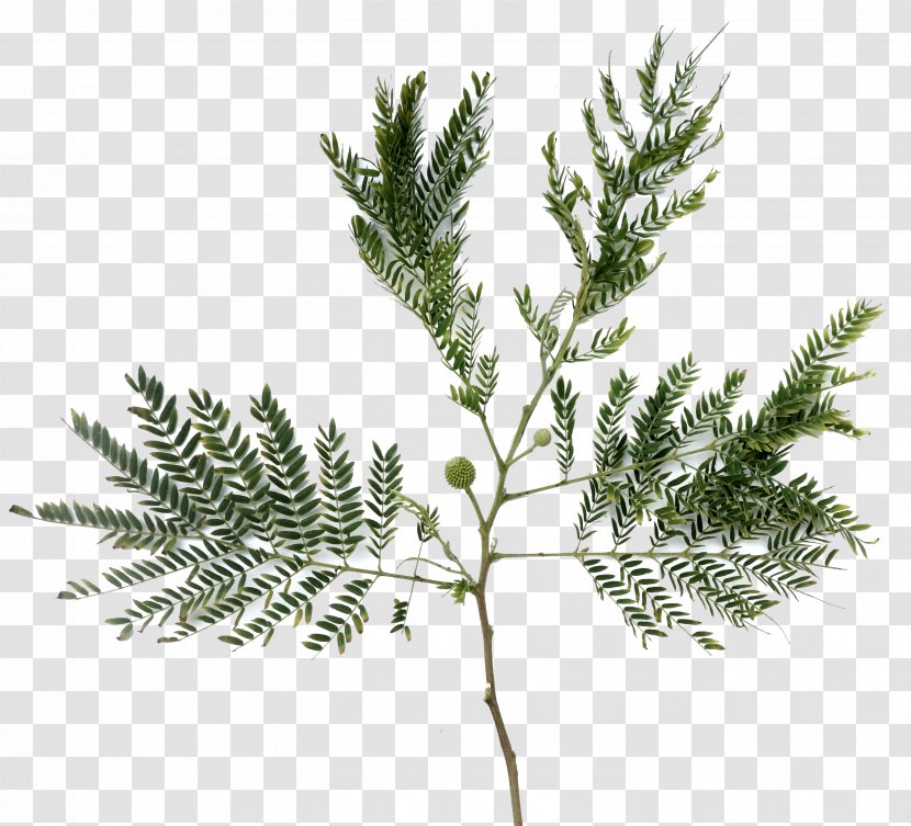 Spruce Fir Pine Herb Tree - Food - Caribbean Transparent PNG