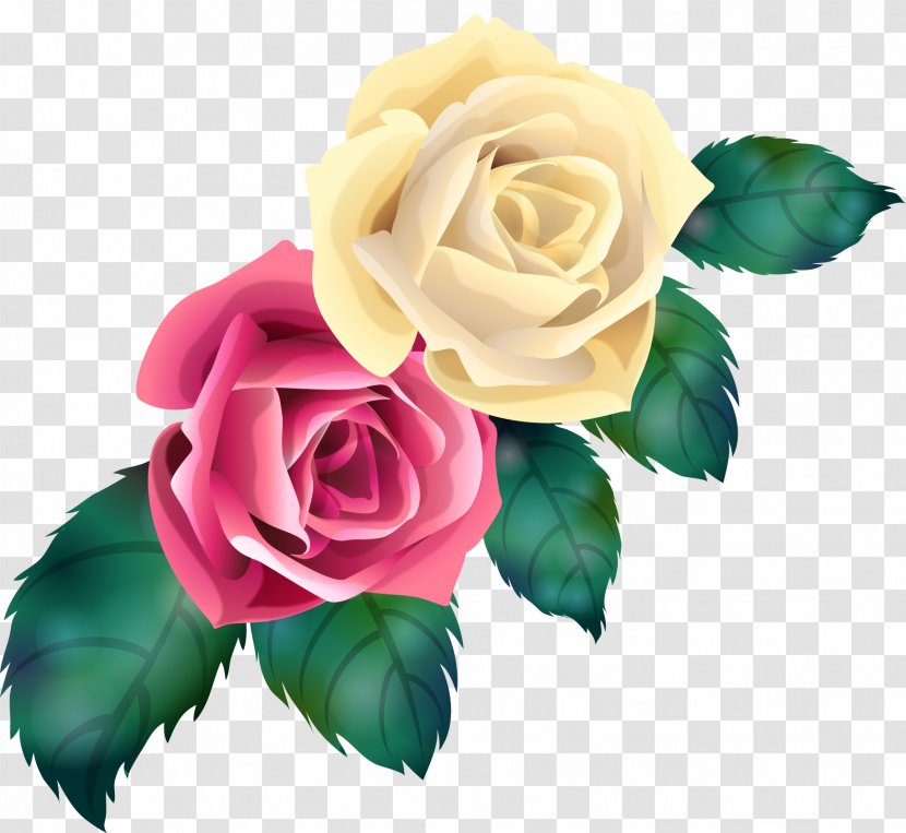 Garden Roses Cabbage Rose Cut Flowers Vector - Rosa Centifolia - Flower Transparent PNG