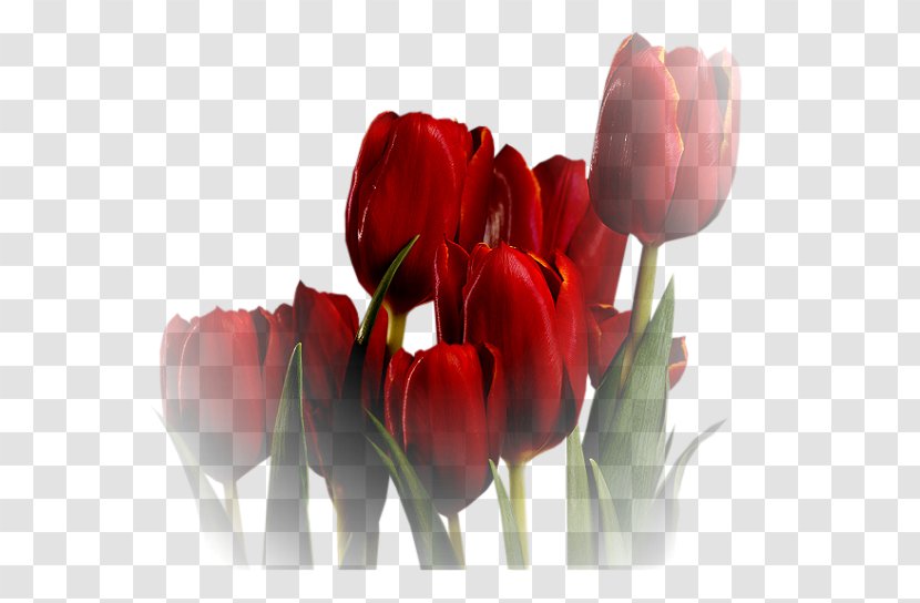 Tulip Flower - Bulb Transparent PNG