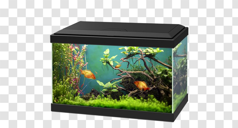 Aquariums Goldfish Fishkeeping Ciano Aqua - Aquarium - Fish Tank Transparent PNG
