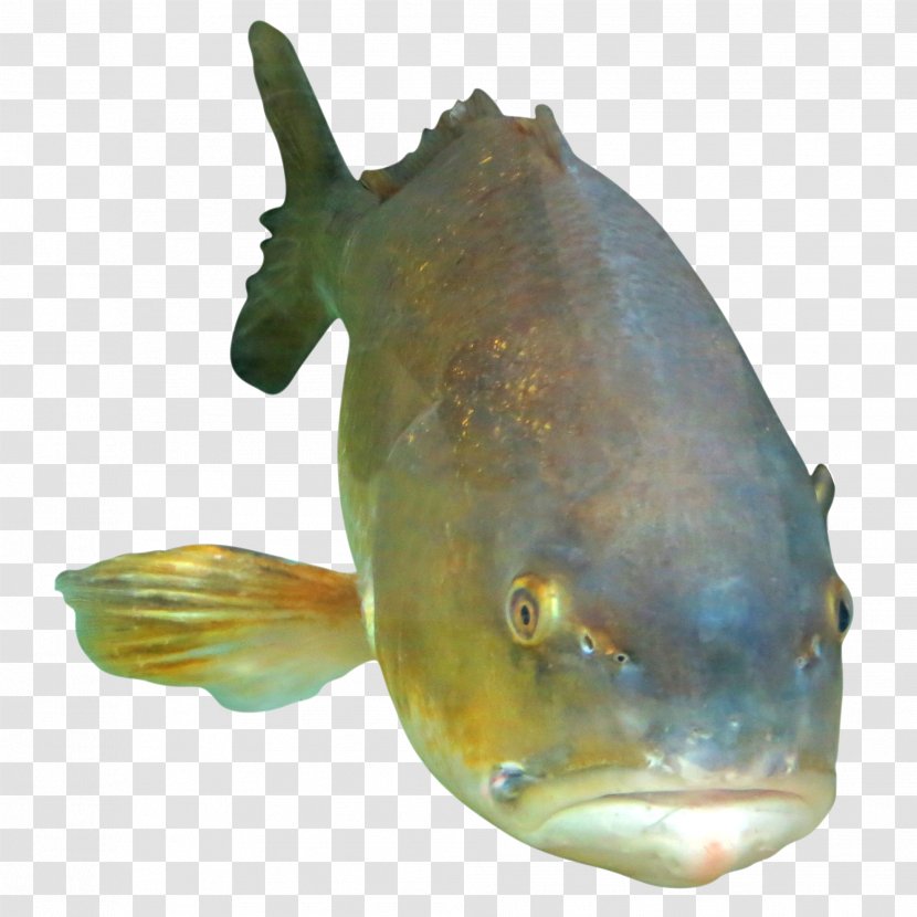 Fish Seafood Marine Biology Ocean Photography Transparent PNG