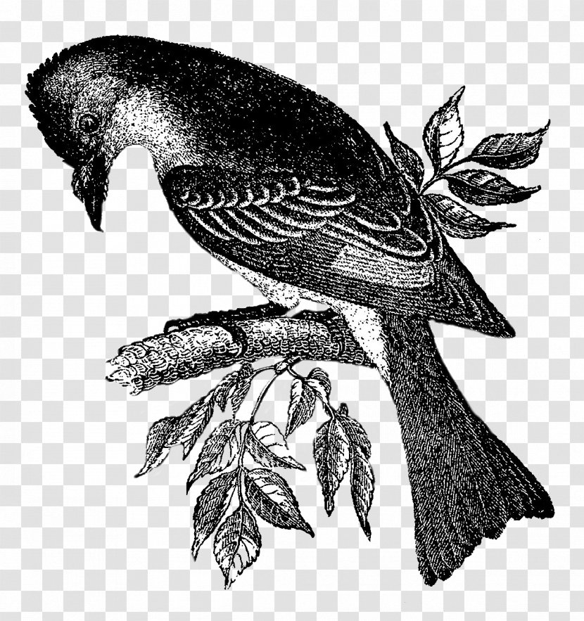 Hawk Bird Black And White Drawing Beak - Cuculiformes - Vintage Birdcage Transparent PNG