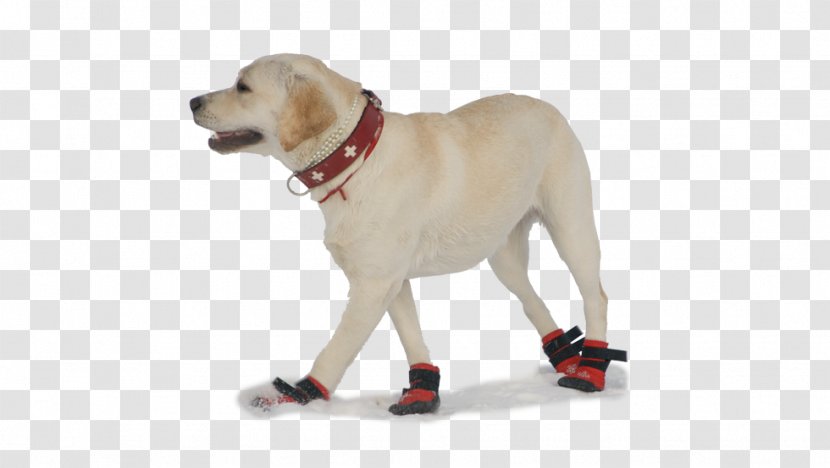 Labrador Retriever Puppy Shoe Sock Companion Dog - Chihuahua Transparent PNG