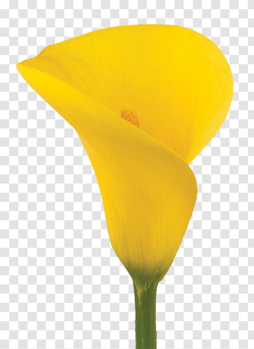 Arum-lily Yellow Lilium Flower Callalily - Red Transparent PNG