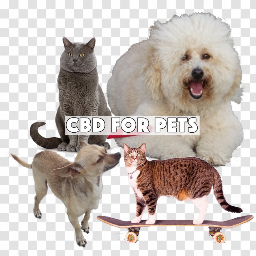 Cat Dog Cannabidiol Cannabis Cannabinoid - Oil Pet Transparent PNG