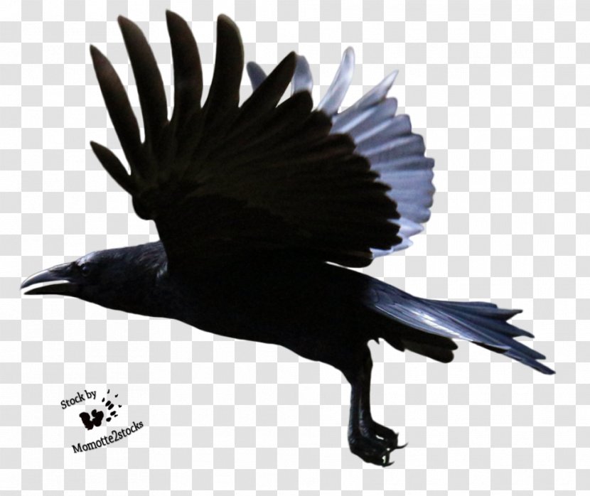 Common Raven Clip Art - Bird - Flying Clipart Transparent PNG