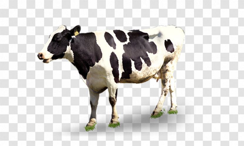 Dairy Cattle Milk - Pasture - Cow Transparent PNG