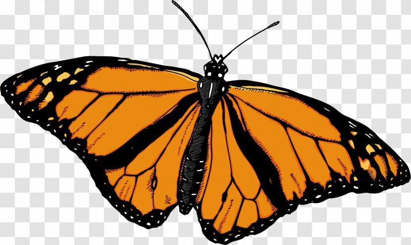 Monarch Butterfly Pieridae Brush-footed Butterflies Insect Transparent PNG