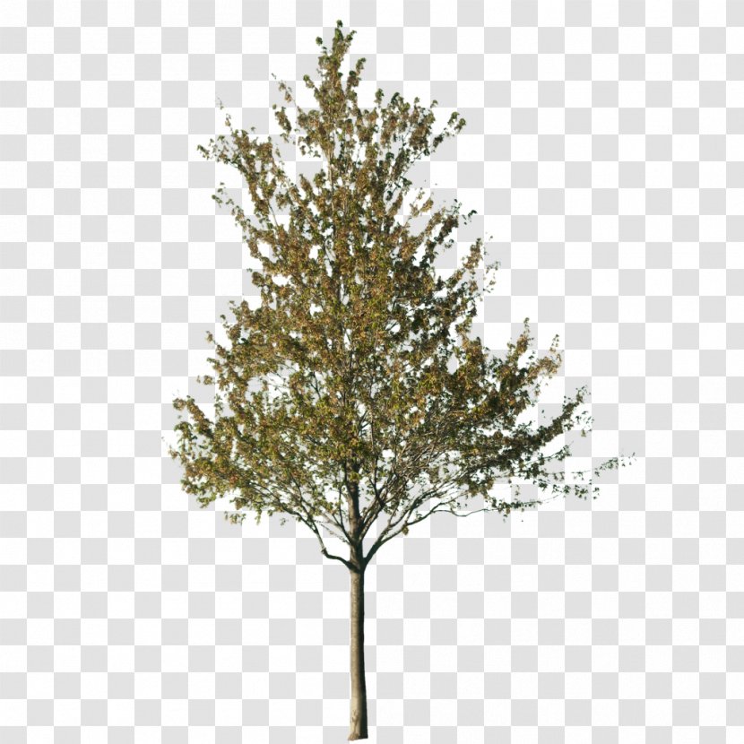 Tree Cut-out Silver Birch Norway Spruce - Jackfruit Transparent PNG