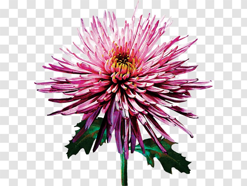 Caring For Cut Flowers In History Chrysanthemum Transparent PNG
