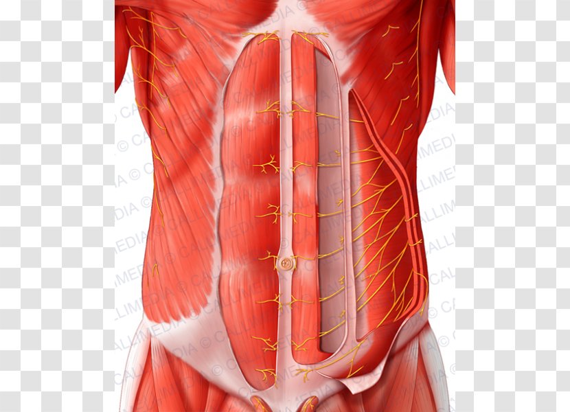 Rectus Abdominis Muscle Abdominal Wall Abdomen Nerve Transverse - Watercolor - Anatomy Transparent PNG