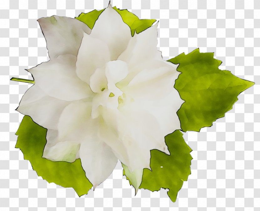 Annual Plant Herbaceous Flowering Plants - Flower Transparent PNG