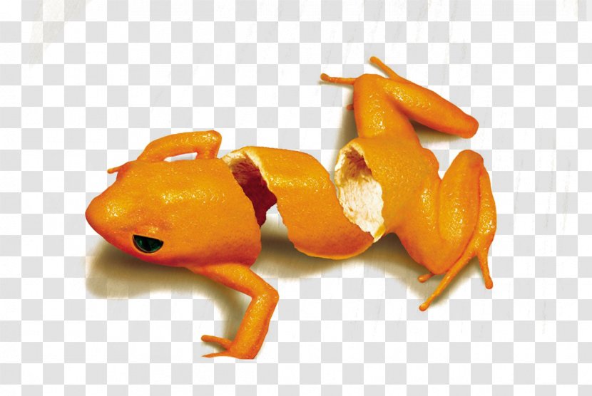 Advertising Agency Printing Art Director Marketing - Creative Orange Frog Transparent PNG
