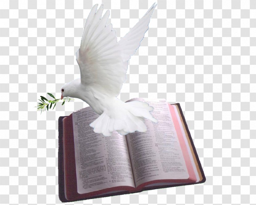 Chapters And Verses Of The Bible Psalms Doves As Symbols God - Holy Transparent PNG