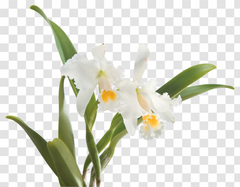 Crimson Cattleya Moth Orchids Monocotyledon Plants - Flores Tropicales Transparent PNG