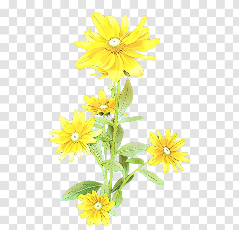 Sunflower - Daisy - Chamomile Transparent PNG