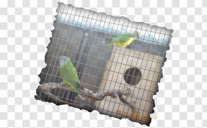 Cage Pet Claudia's Party Service Taste - Lovebirds Transparent PNG