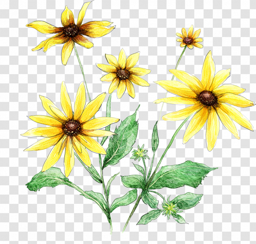 Sunflower Transparent PNG