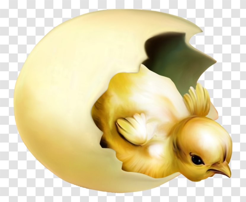 Chicken - Duck - Baby Transparent PNG