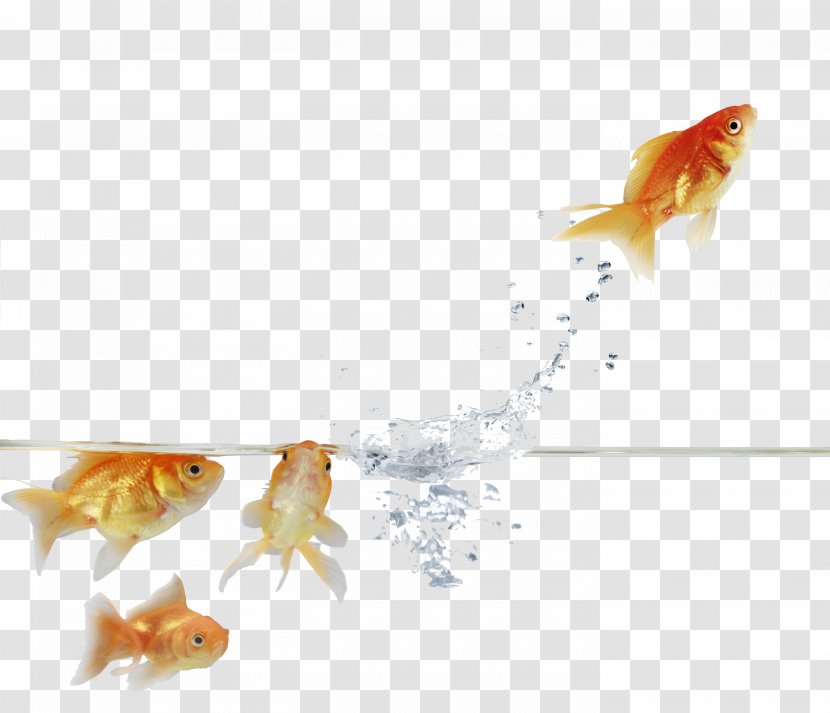 Goldfish Stock Photography Feeder Fish Paper - Fauna Transparent PNG