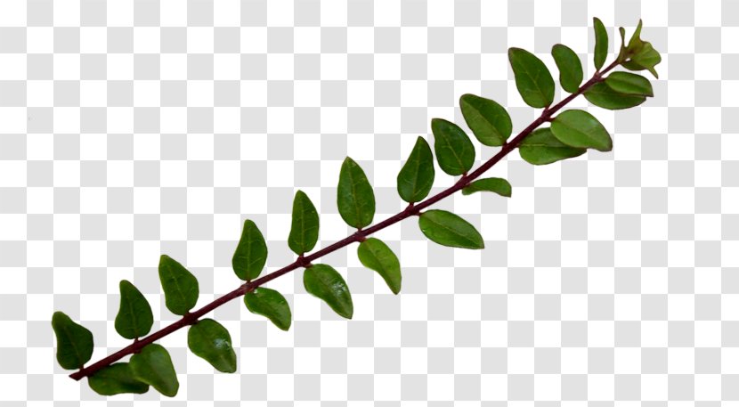 Twig Plant Stem Leaf - Branch Transparent PNG