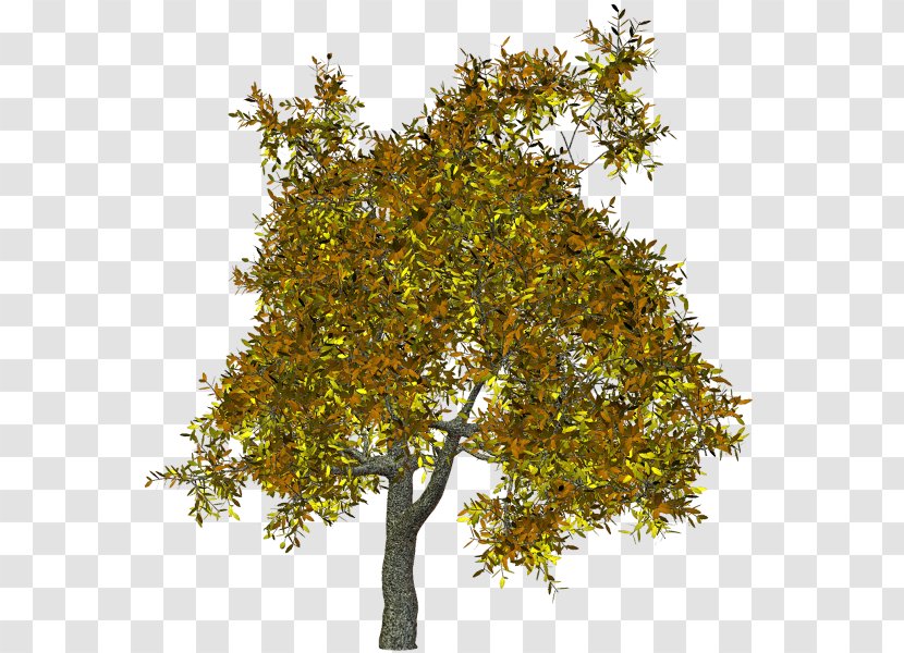 Plane Trees Branch Shrub Clip Art - Tree Transparent PNG