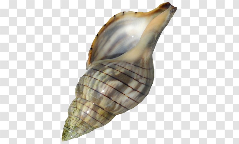 Sea Snail Conch Lymnaeidae - Mollusc Shell - A Transparent PNG