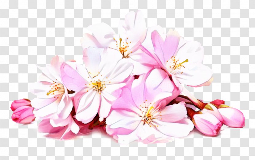 Cherry Blossom Background - Liquor - Perennial Plant Wildflower Transparent PNG