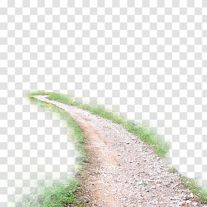 Take Me Home, Country Roads Download - Tree - Road Transparent PNG